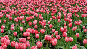 Drone vliegen boven tulpenvelden